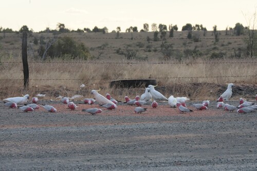 Galah