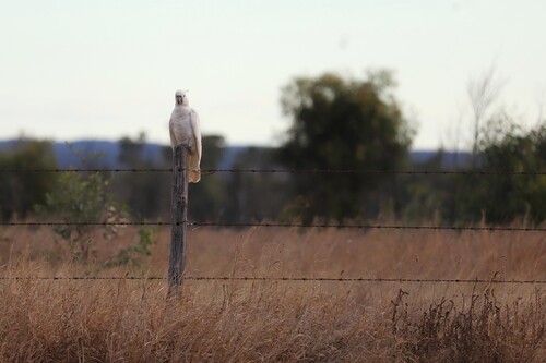 Sulphur-crested Cockatoo