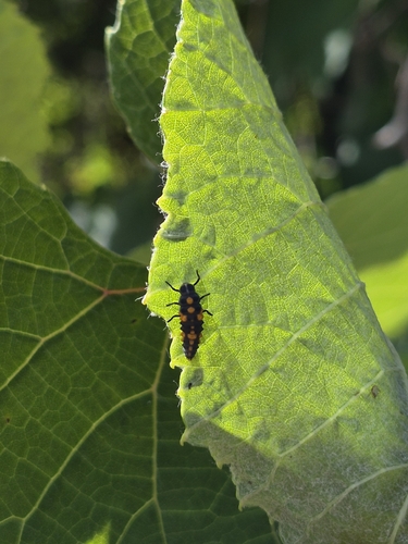 Spotless Lady Beetle