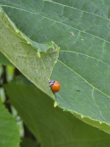 Spotless Lady Beetle