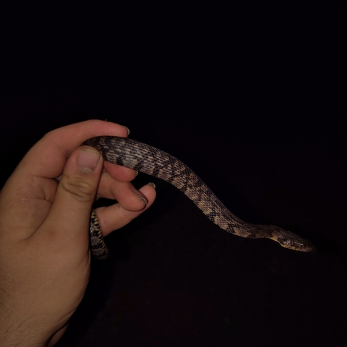 Diamondback Watersnake