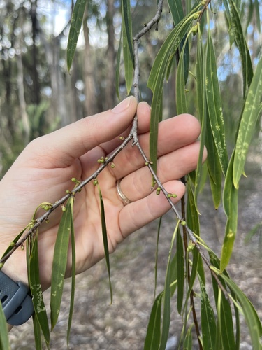 Native apricot