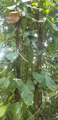 Image of Philodendron fragrantissimum