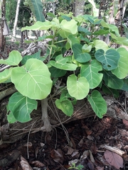 Image of Ficus nymphaeifolia