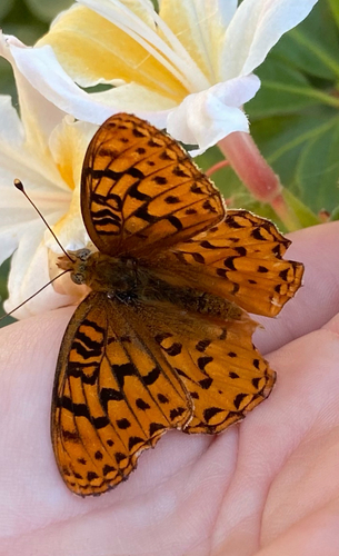 iNaturalist observation photo of Greater Fritillaries