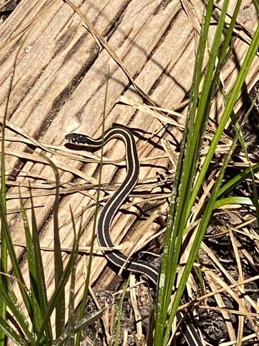 iNaturalist observation photo of Western Terrestrial Garter Snake