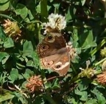 iNaturalist observation photo of Gray Buckeye