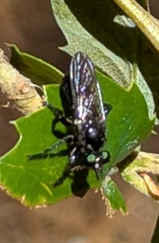 iNaturalist observation photo of Western Black Laphria