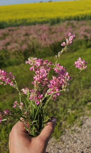 Sainfoin