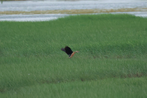 Lesser Whistling-Duck
