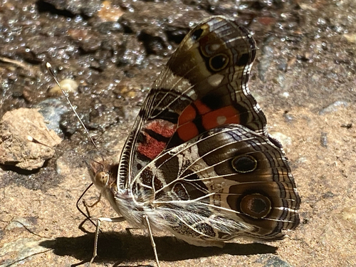 iNaturalist observation photo of American Lady