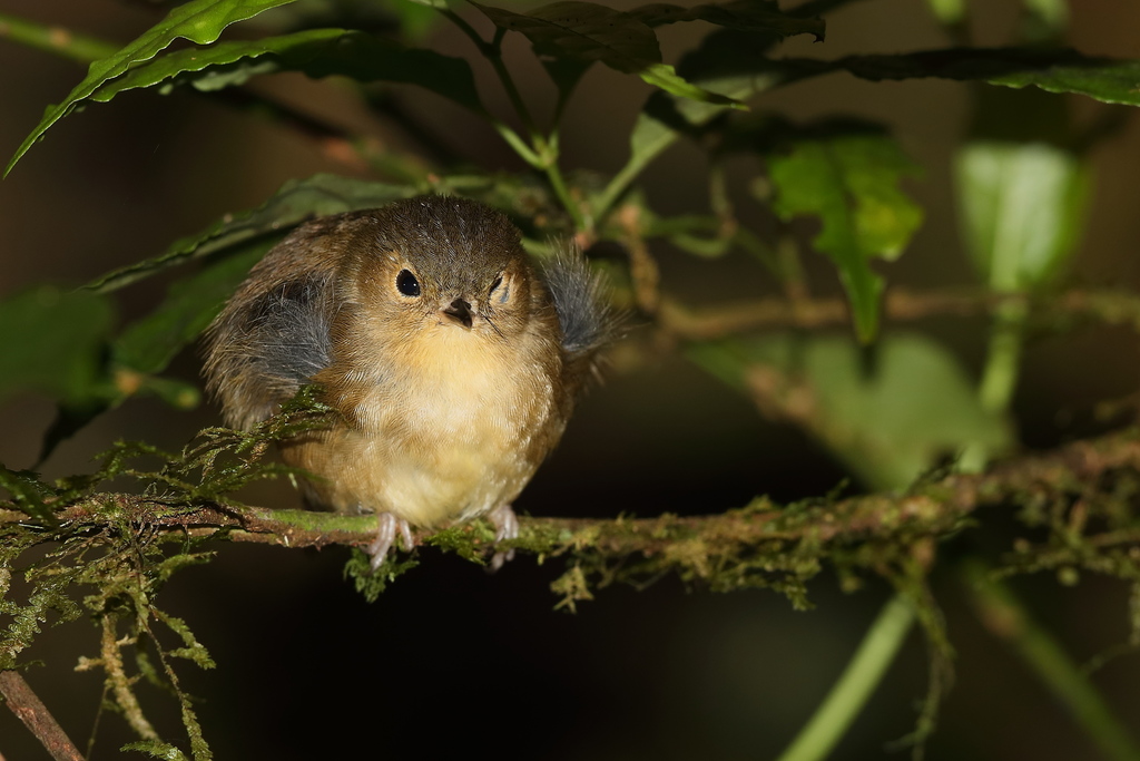 Vogelkop Scrubwren photo