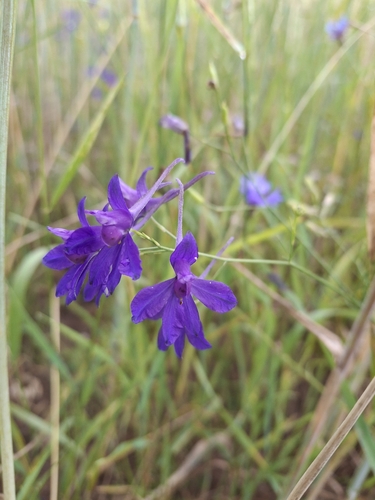 Forking Larkspur