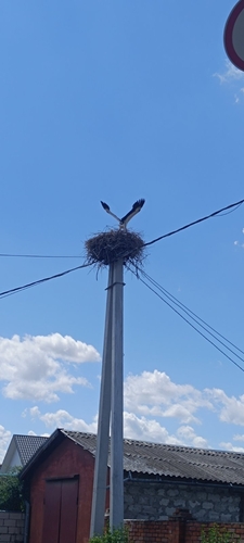 White Stork