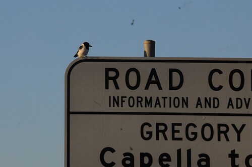Pied Butcherbird