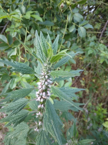 five-bladed motherwort