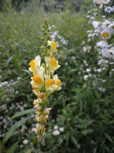 common toadflax