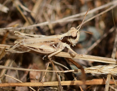 Jago's Cross-backed Grasshopper