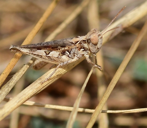 Jago's Cross-backed Grasshopper