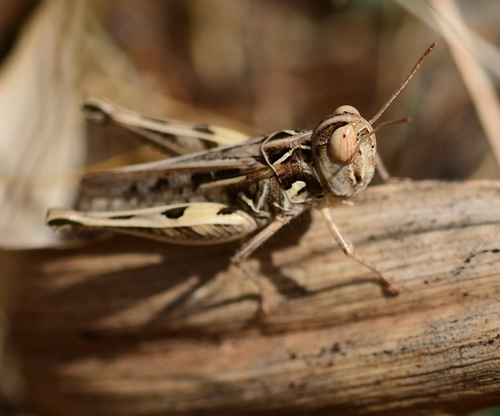 Jago's Cross-backed Grasshopper