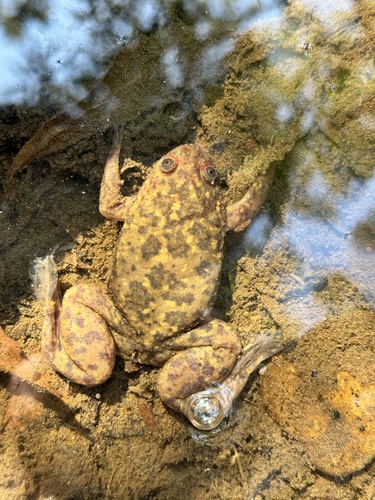 African Clawed Frog