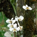 Phalaenopsis amabilis - Photo (c) Dika Haryanto R, todos os direitos reservados, uploaded by Dika Haryanto R