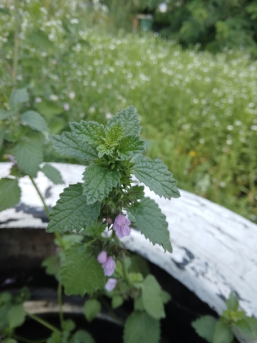 Black horehound