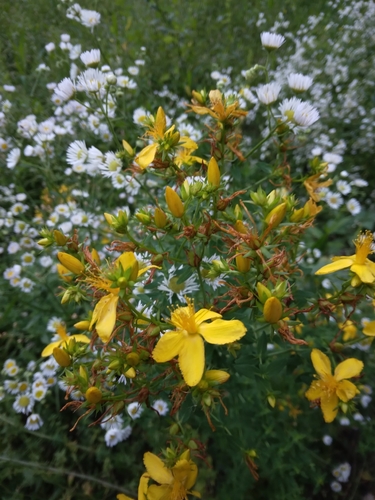 Common St. John's Wort