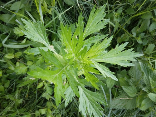 common mugwort