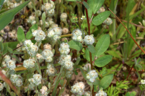 Mt. Diablo cottonseed (Micropus amphibolus)