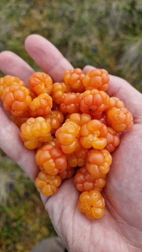 cloudberry
