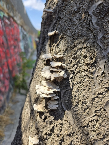 splitgill mushroom