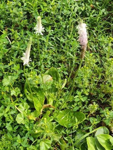 Наблюдение на iNaturalist