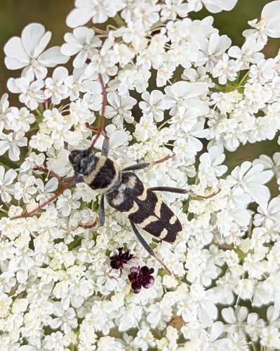 Echinocerus floralis