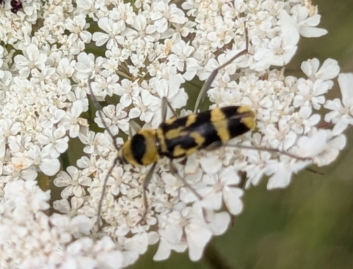 Grape Wood Borer