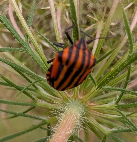 Continental Striped Shield Bug