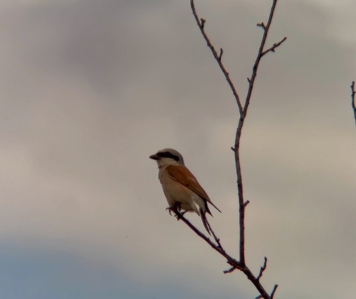 Red-backed Shrike