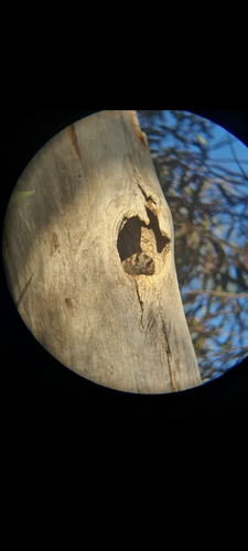 Australian Owlet-nightjar