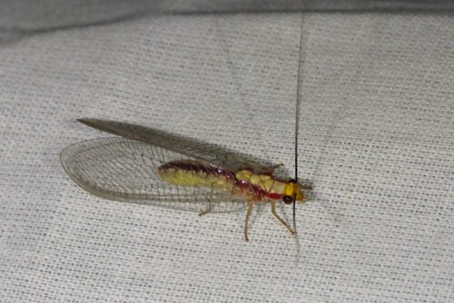 Italochrysa italica