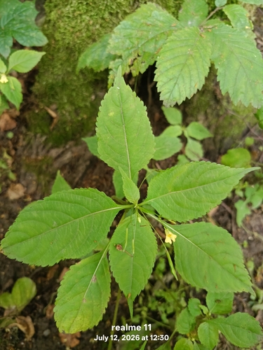 small balsam