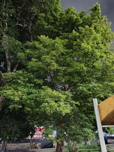 Brazilwood