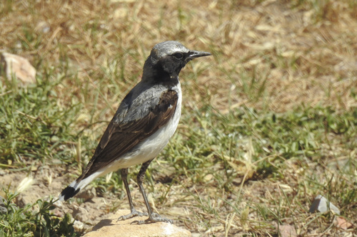 Seebohm's Wheatear