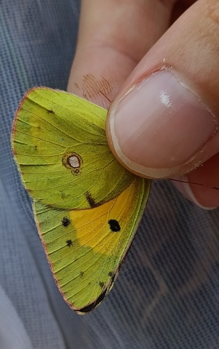 Clouded Yellow