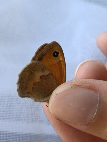 Small Heath