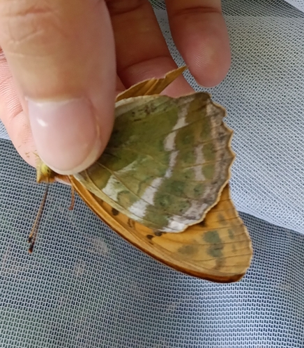Silver-washed Fritillary
