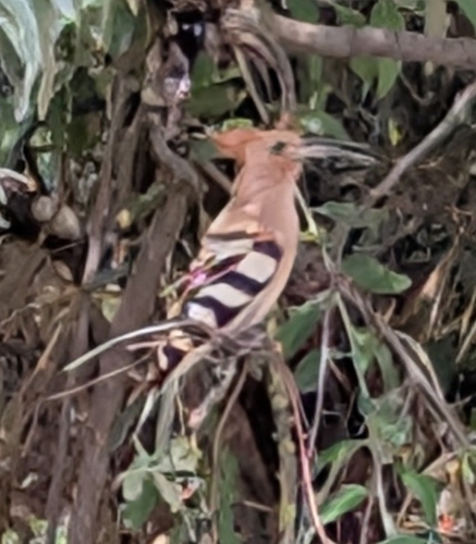 Common Hoopoe