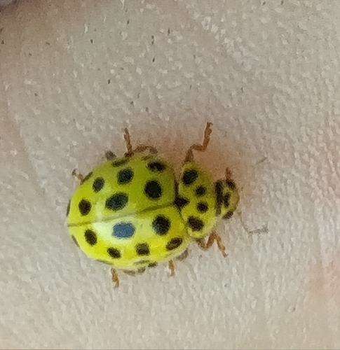 22-spot Ladybird