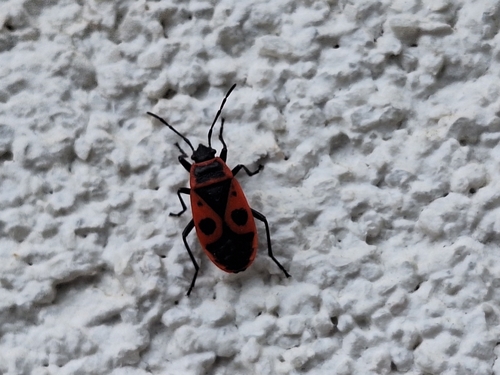 European Firebug