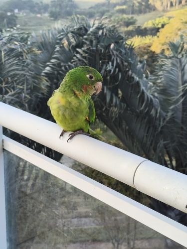 White-eyed Parakeet