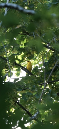 Eurasian Golden Oriole
